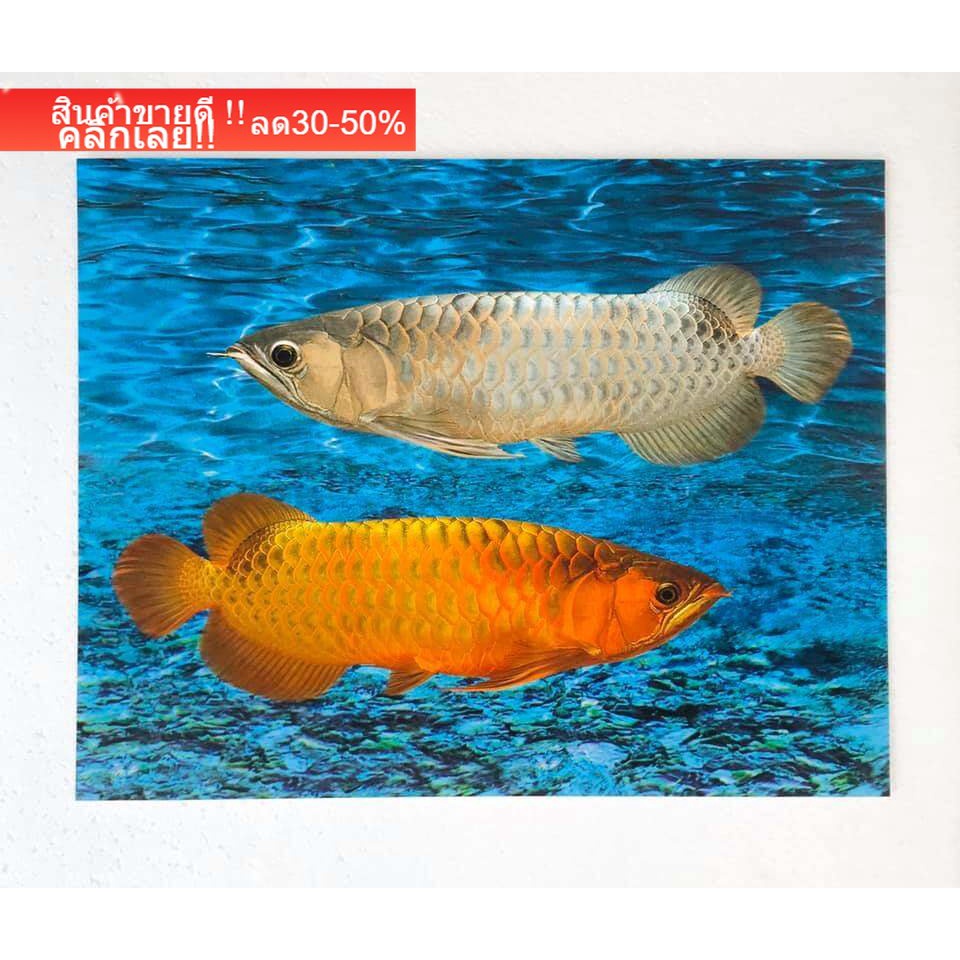 รูปภาพมงคล-เสริมฮวงจุ้ย-ภาพแต่งบ้าน-ภาพปลามังกรคู่-ปลามังกรเงินปลามังกรทอง-หรือปลาอะโรวาน่า-ขนาดภาพ-16x20-นิ้ว