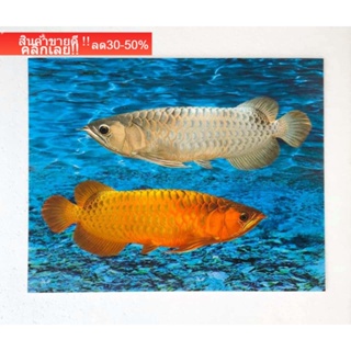 รูปภาพมงคล เสริมฮวงจุ้ย ภาพแต่งบ้าน ภาพปลามังกรคู่ ปลามังกรเงินปลามังกรทอง หรือปลาอะโรวาน่า ขนาดภาพ 16x20 นิ้ว