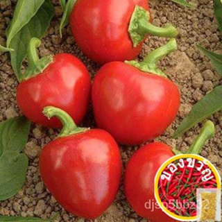 เมล็ดอวบอ้วน100%เมล็ดพันธุ์ พริกเชอรี่เผ็ด (Red Hot Cherry Pepper Seed) บรรจุ 40 เมล็ด คุณภาพดี ราคาถูก ของแท้ 100%เมล็ด