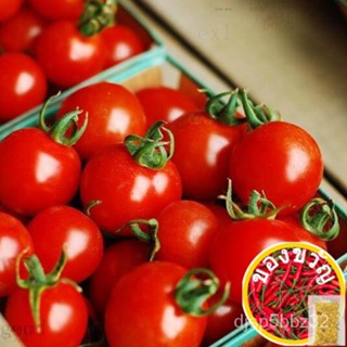 เมล็ดอวบอ้วน100%เมล็ดพันธุ์ มะเขือเทศเชอรี่สวีทตี้ (Sweetie Cherry Tomato Seed) บรรจุ 50 เมล็ด คุณภาพดี ราคาถูก ของแท้ 1