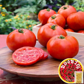 เมล็ดพันธุ์ มะเขือเทศ เอซ55 (Ace 55 Tomato Seed) บรรจุ 50 เมล็ด คุณภาพดี ราคาถูก ของแท้ 100%ZinniaRussianMixedCabbageMan