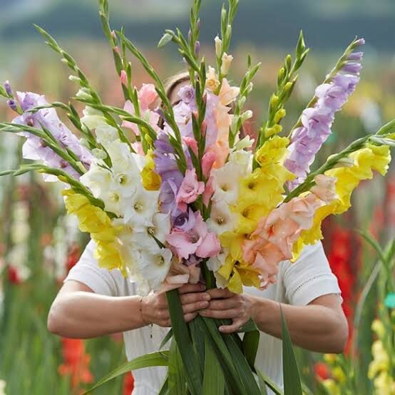 หัวดอก-แกลดิโอลัส-gladiolus-หัวไม้นำเข้า-คละสี-พร้อมปลูก-ชุดละ-5-หัว-คู่มือการปลูก