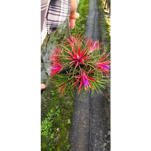 ทิลแลนเซีย-ฟูโก้-tillansia-fugo-สีแดง-ออกสีตามฤดูกาล