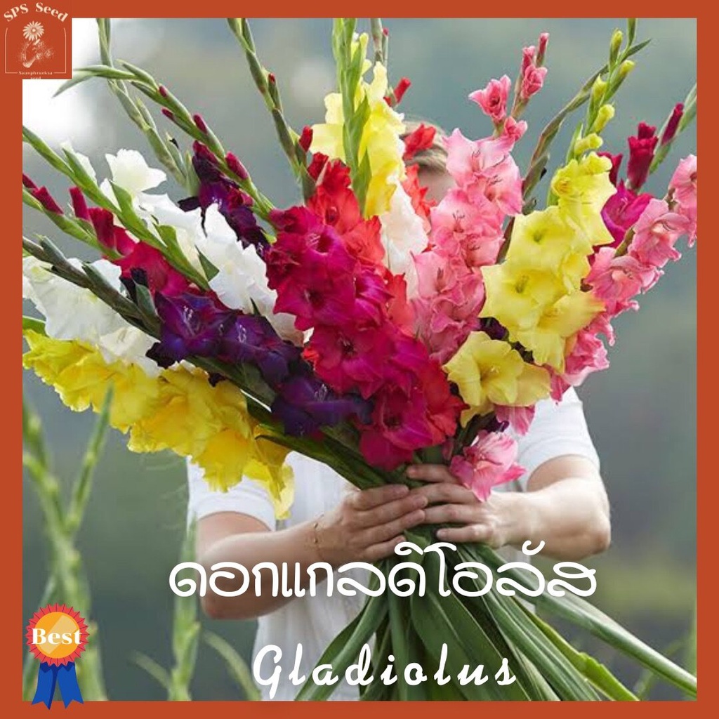 หัวดอก-แกลดิโอลัส-gladiolus-หัวไม้นำเข้า-คละสี-พร้อมปลูก-ชุดละ-5-หัว-คู่มือการปลูก