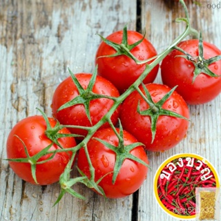 เมล็ดอวบอ้วน100%เมล็ดพันธุ์ มะเขือเทศเชอรี่แดงทรงกลม  สวีทปริ้นเซส Red Cherry Tomato เมล็ดพันลูกผสม ปลูกได้ทุกพื้นที่เมล