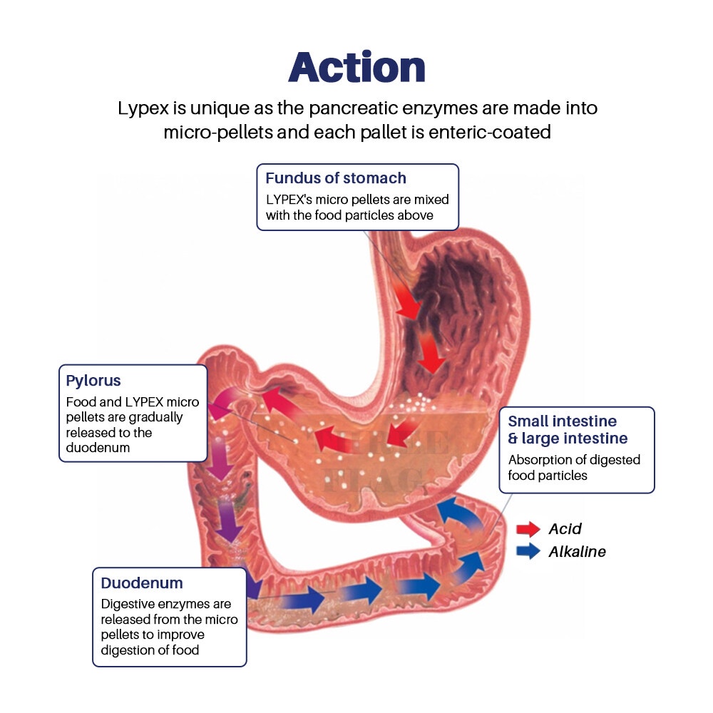 vetplus-lypex-อาหารเสริม-เอนไซม์ย่อยอาหาร-สําหรับสุนัขและแมว-60-แคปซูล