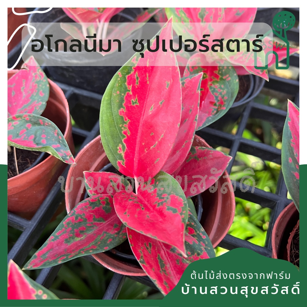 อโกลนีมา-ซุปเปอร์สตาร์-aglaonema-superstar-ส่งพร้อมกระถาง