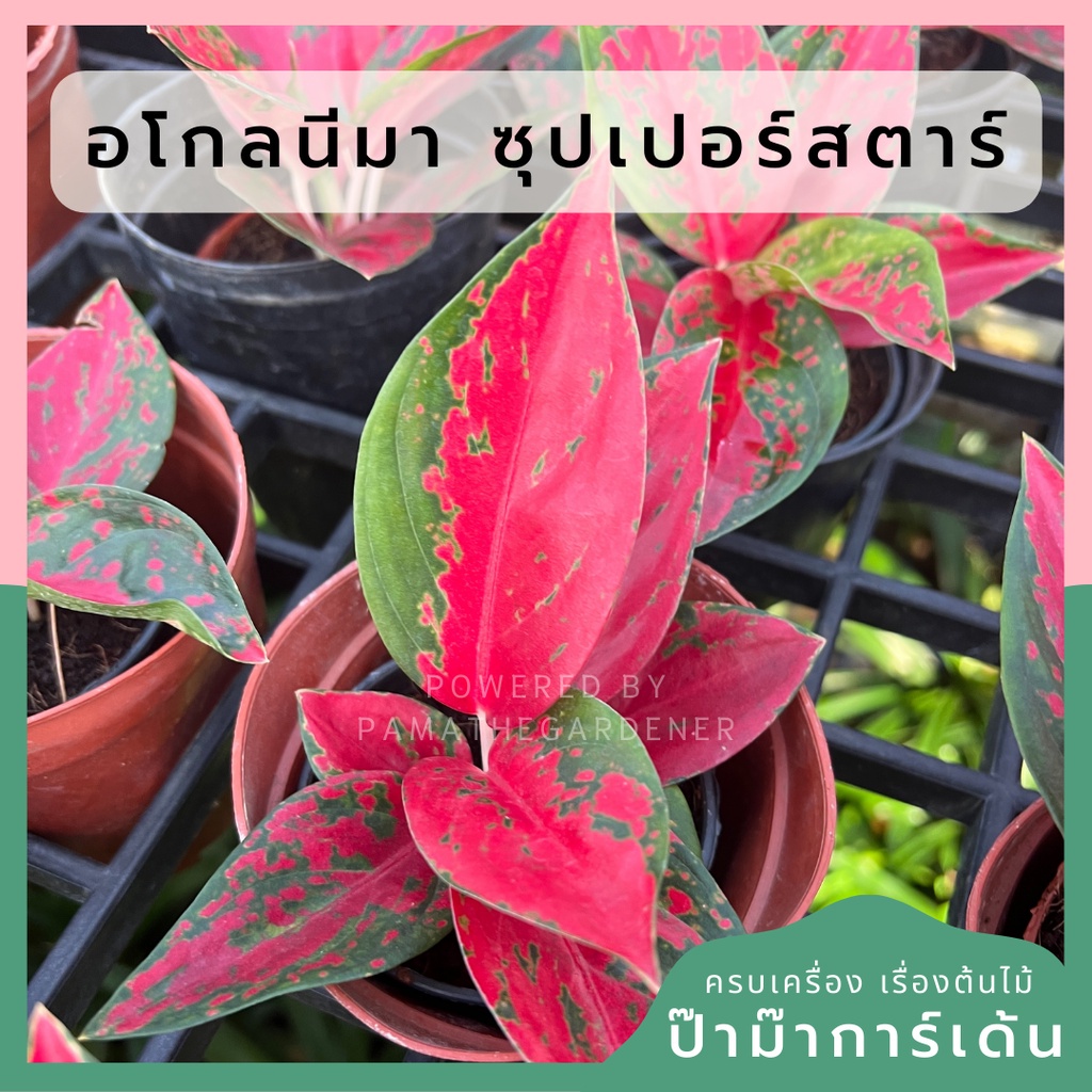 อโกลนีมา-ซุปเปอร์สตาร์-aglaonema-superstar-ส่งพร้อมกระถาง