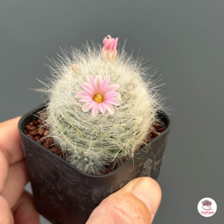 แมมมิลาเรีย กลาสซิไอ Mammillaria Glassii แคคตัส กระบองเพชร cactus&amp;succulent