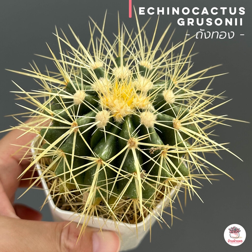 ถังทอง-กระถาง3นิ้ว-echinocactus-grusonii-แคคตัส-กระบองเพชร-cactus-amp-succulent