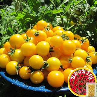 เมล็ดอวบอ้วน100%เมล็ดพันธุ์ มะเขือเทศเชอรี่ โกลด์นักเก็ท (Gold Nugget Cherry Tomato Seed) บรรจุ 30 เมล็ด คุณภาพดี ราคาถู