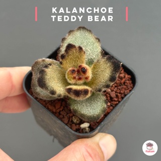 Kalanchoe Teddy Bear ไม้อวบน้ำ กุหลาบหิน cactus&succulentหลากหลายสายพันธุ์