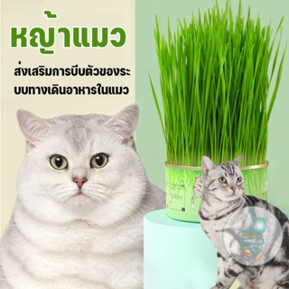 😻พร้อมส่ง😻หญ้าแมว เมล็ดข้าวสาลี เมล็ดข้าวสาลี อัตราการงอกสูง ง่ายต่อการใช้ ไม่ต้องใช้ดิน