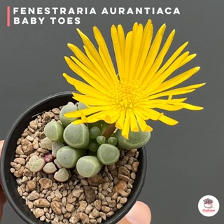 Fenestraria Aurantiaca ( Baby Toes ) ไม้อวบน้ำ กุหลาบหิน Cactus&amp;Succulent หลากหลายสายพันธุ์