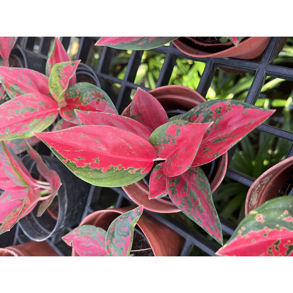 อโกลนีมา-ซุปเปอร์สตาร์-aglaonema-superstar-ส่งพร้อมกระถาง