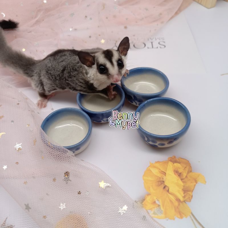 ถ้วยนมจิ๋ว-สำหรับ-ชูการ์ไกรเดอร์-ชูก้า-sugarglider