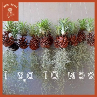 สับปะรดรากอากาศ ทิลแลนเชีย ห้อย เคราฤาษี ในลูกสน ชุดละ 10 พวง