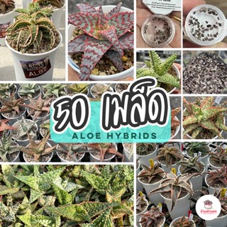 ( 50 เมล็ด ) เมล็ด Aloe Hybrids แคคตัส กระบองเพชร cactus&succulent