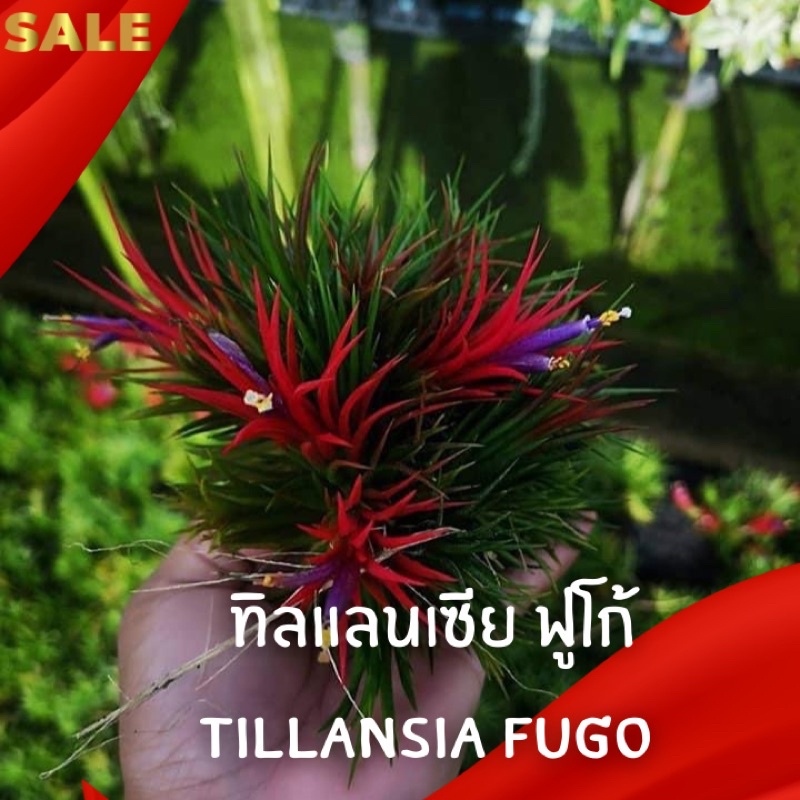 ทิลแลนเซีย-ฟูโก้-tillansia-fugo-สีแดง-ออกสีตามฤดูกาล