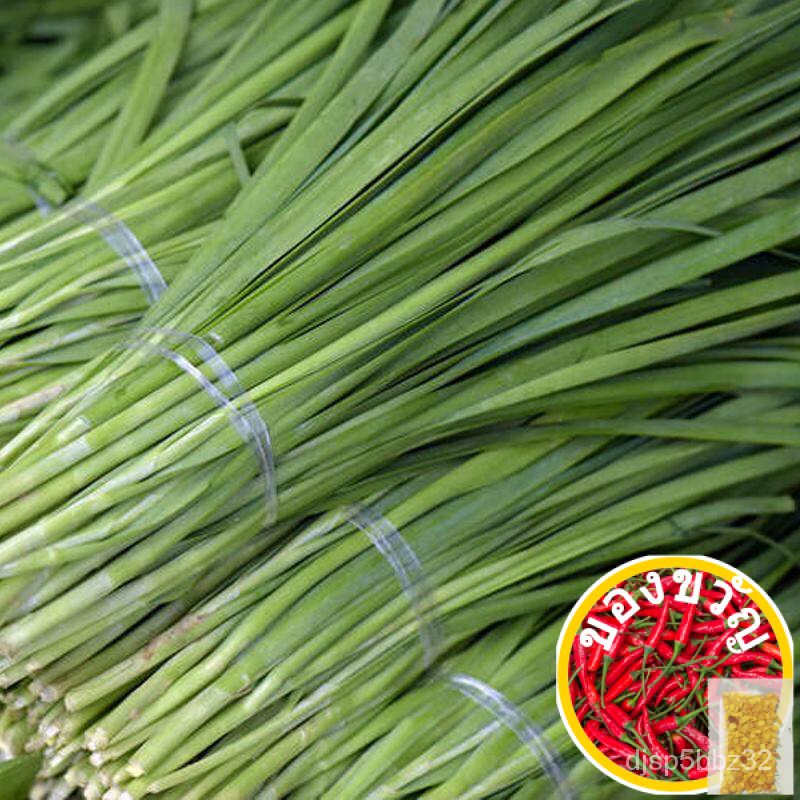 เมล็ดอวบอ้วน100-เมล็ดกุ้ยฉ่าย-chinese-chives-เมล็ดพันธุ์กุ้ยฉ่าย-เมล็ดพันธุ์ผัก-เมล็ดผักสวนครัว-ตราภูเขาทองเมล็ดพืชคุณภา