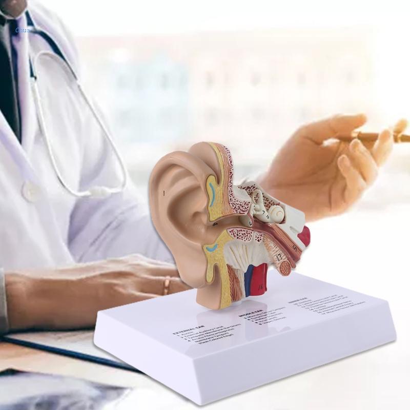 New 1.5 Times Life Size Human Ear Model Scientific Anatomy Teaching Supplies Tool