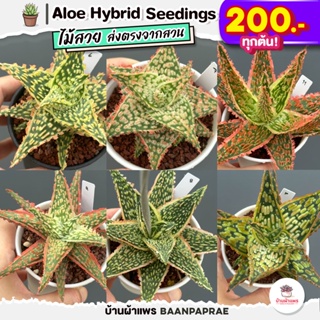Aloe Hybrid seedings อโลไฮบริด ไม้เมล็ด #200บาท ทุกต้น ไม้อวบน้ำ กุหลาบหิน cactus&amp;succulentหลากหลายสายพันธุ์