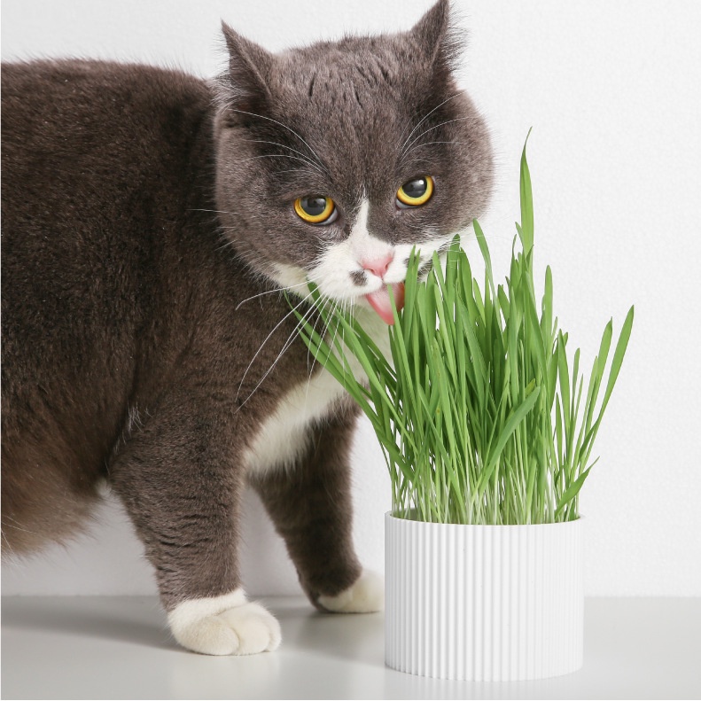 pidan-miracle-care-cat-about-cat-grass-สําหรับแมวในร่ม-ชุดหญ้าแมวเติบโตง่าย-ชุดหญ้าแมวประกอบด้วยการผสมกระถางเมล็ดพันธุ์และภาชนะบรรจุ