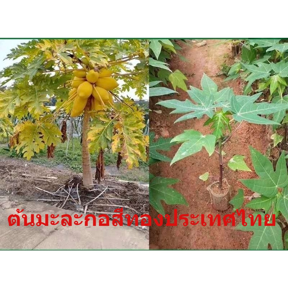 ต้นมะละกอ-ต้นกล้ามะละกอเนื้อแดง-ผลลัพธ์ปี