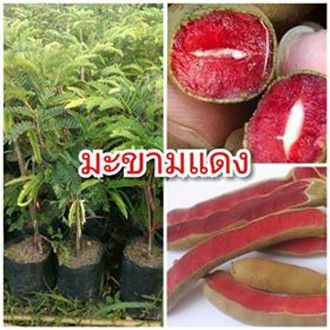 ต้นพันธุ์มะขามแดงสยาม-มะขามเนื้่อสีแดง-ต้นพันธุ์เสียบยอด-ขนาด-50-60-cm-ต้นพร้อมปลูก-แข็งแรง