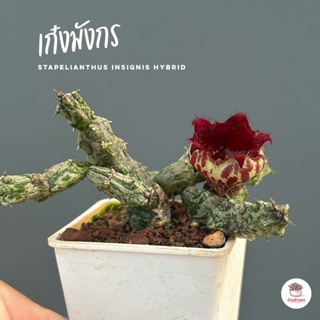 เก๋งจีน เก๋งมังกร Stapelianthus insignis hybrid แคคตัส กระบองเพชร cactus&succulent