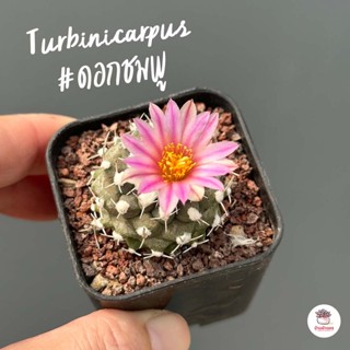 เทอร์บินิคาร์ปัส #ดอกชมพู Turbinicarpus แคคตัส กระบองเพชร cactus&amp;succulent