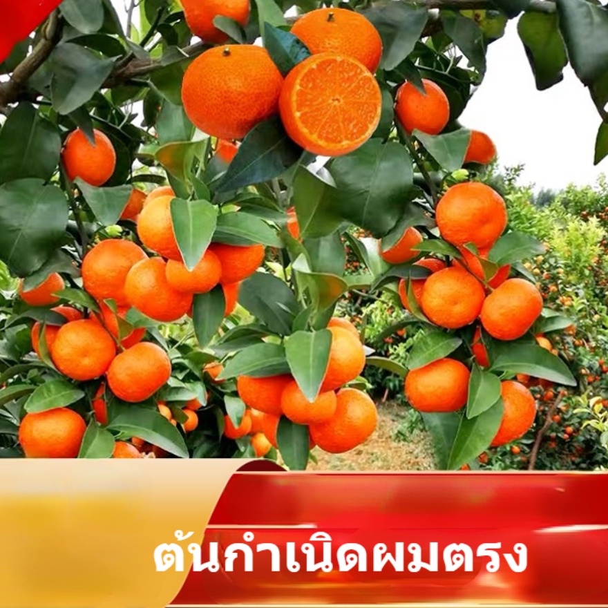 การปลูกถ่ายกิ่งส้มเช้งแท้ๆ-ต้นกล้าส้มชูการ์