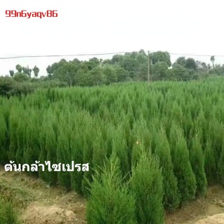 ต้นไซเปรส ต้นอ่อนจูนิเปอร์