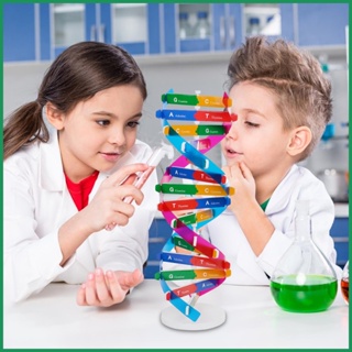 Human DNA Model Double Helix Model Components DIY วิทยาศาสตร์ยอดนิยมช่วยสอนการเรียนรู้การศึกษาเครื่องมือการสอนของเล่นแบบจำลอง DNA ของมนุษย์