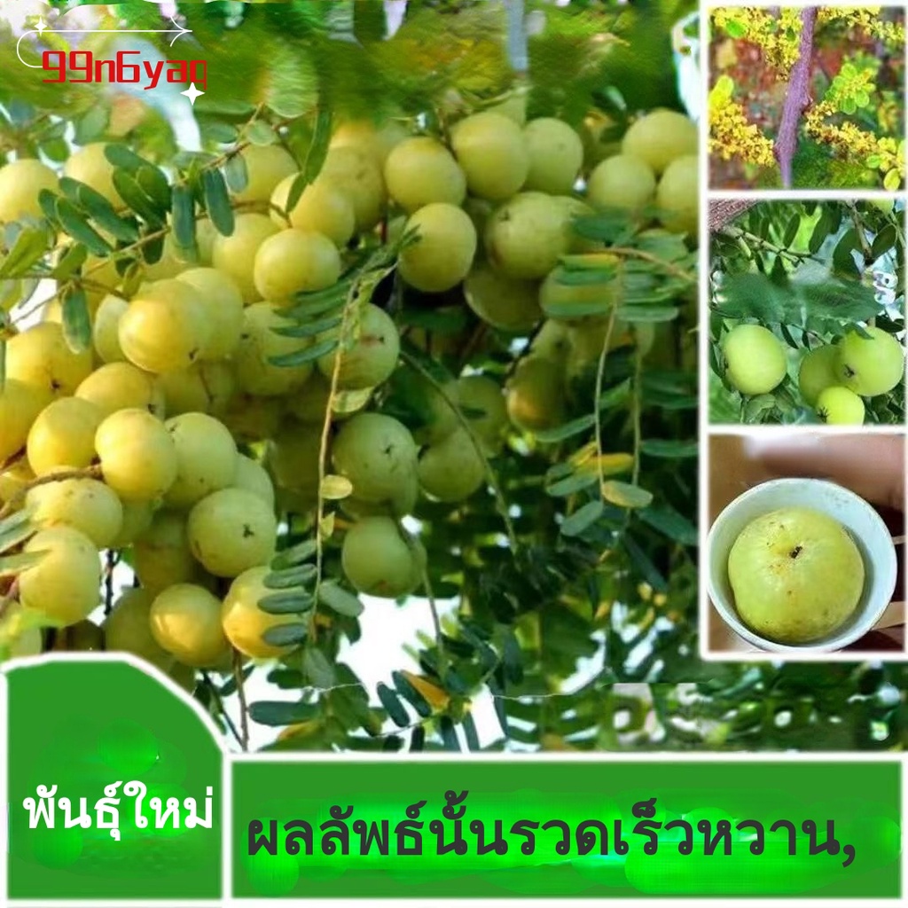 ต้นอ่อนผลไม้-พันธุ์มะม่วงน้ำมันหวานทาบกิ่งพันธุ์ใหม่