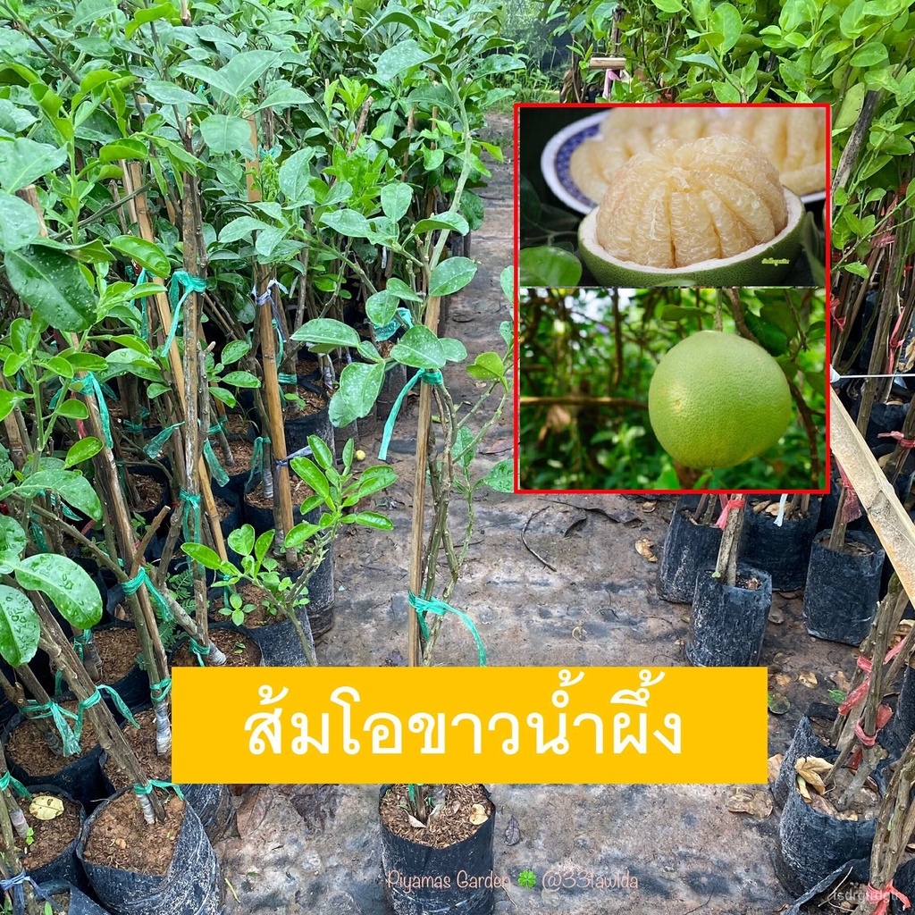 ต้นส้มโอ-กิ่งพันธุ์ส้มโอ-พันธุ์ส้มโอขาวน้ำผึ้ง-ขนาด-50-70-cm-พร้อมปลูก-ออกลูกง่าย-กิ่งเสียบยอด-ต้นใหญ่โตเร็ว-รสชาติหวาน