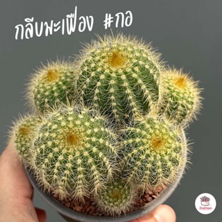 กลีบมะเฟือง #กอ Parodia Magnifica แคคตัส กระบองเพชร cactus&succulent