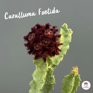 เก๋งจีน Caralluma Foetida แคคตัส กระบองเพชร cactus&amp;succulent