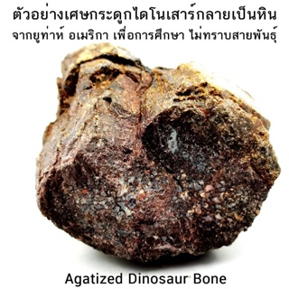 ตัวอย่างเศษกระดูกไดโนเสาร์กลายเป็นหิน จากยูท่าห์ อเมริกา Agatized Dinosaur Bone เพื่อการศึกษา ไม่ทราบสายพันธุ์