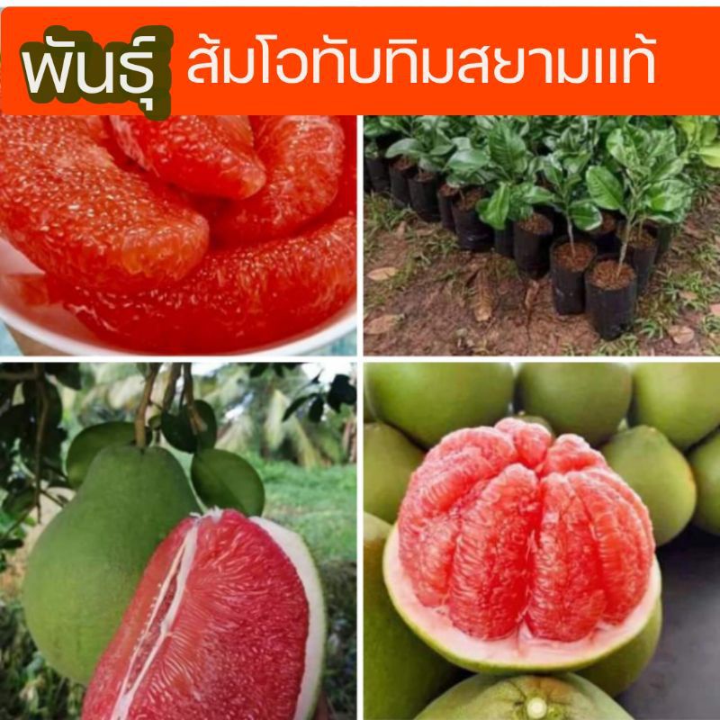 ส้มโอ-ต้นส้มโอ-กิ่งพันธุ์ส้มโอทับทิมสยามเสียบยอด-กิ่งพันธุ์แท้-ขนาด-40-60cm-รสหวานช่ำอร่อย-เนื้อแดง