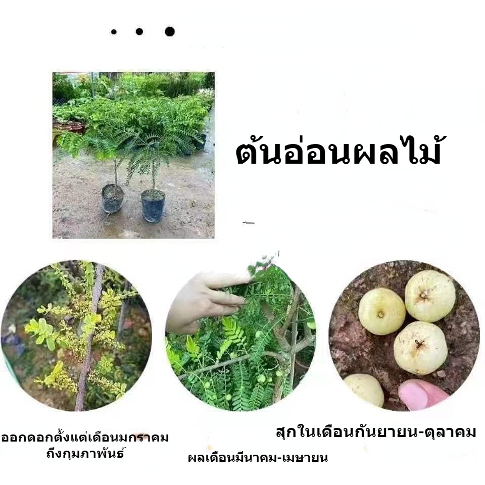 ต้นอ่อนผลไม้-พันธุ์มะม่วงน้ำมันหวานทาบกิ่งพันธุ์ใหม่