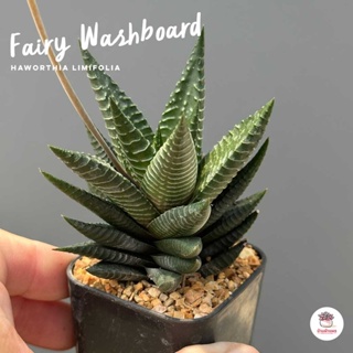 ฮาโวเทีย Haworthia Limifolia Fairy Washboard ไม้อวบน้ำ กุหลาบหิน cactus&amp;succulentหลากหลายสายพันธุ์