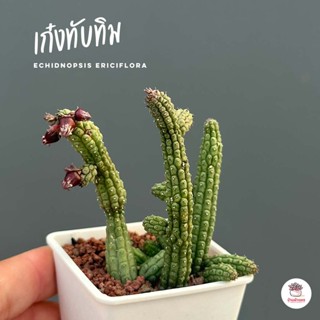 เก๋งจีน เก๋งทับทิม Echidnopsis ericiflora แคคตัส กระบองเพชร cactus&succulent