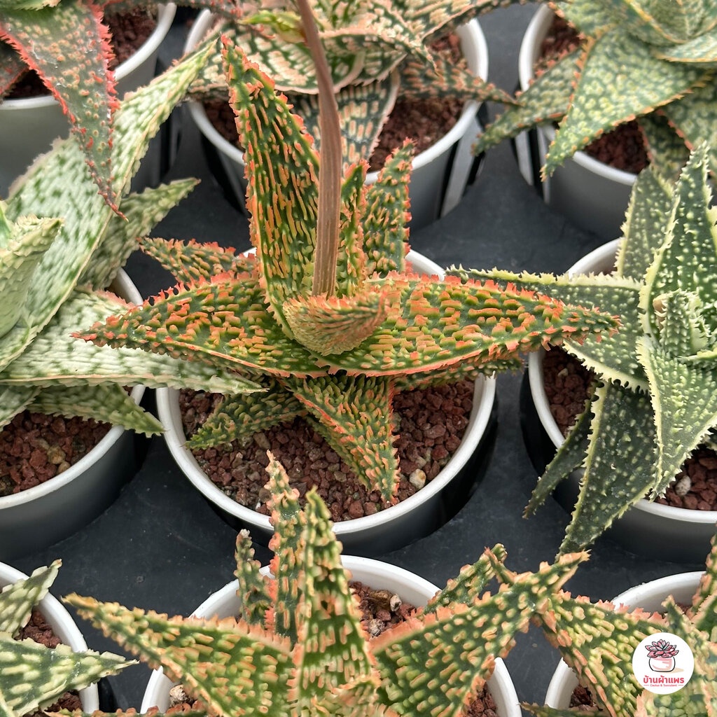 sale-aloe-hybrid-seedlings-อโลไฮบริด-ไม้เมล็ด-กระถาง-3-นิ้ว-ไม้อวบน้ำ-กุหลาบหิน-cactus-amp-succulentหลากหลายสายพันธุ์