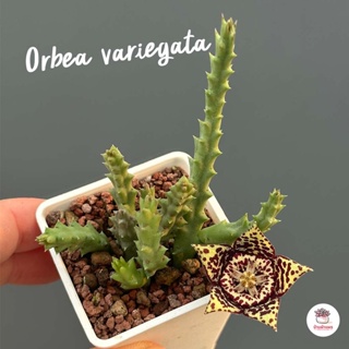 เก๋งจีน ดอกปลาดาว Orbea variegata แคคตัส กระบองเพชร cactus&succulent