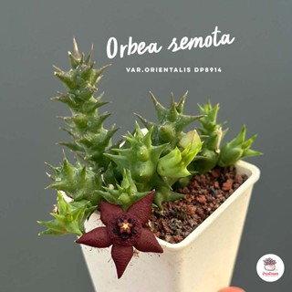 เก๋งจีน Orbea semota var.orientalis DP8914 โคลนดอกดำ แคคตัส กระบองเพชร cactus&amp;succulent