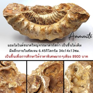 ฟอสซิลแอมโมไนต์ Ammonite ขนาดใหญ่จากมาดากัสการ์ แบบไม่เต็ม 6.45 กิโลกรัม 34x14x13ซม.