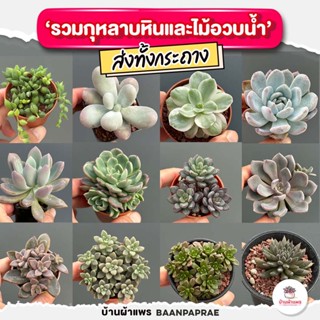 รวมกุหลาบหินและไม้อวบน้ำ #2 หลายสายพันธุ์ ส่งทั้งกระถาง cactus&amp;succulent