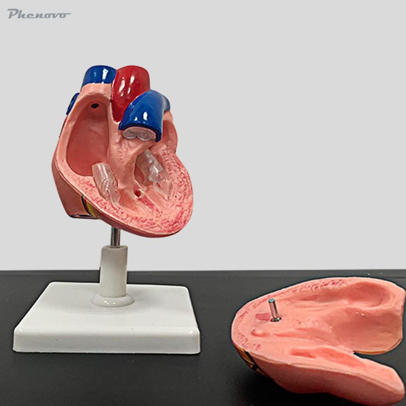โมเดลหัวใจมนุษย์จําลอง-1-1-สําหรับการเรียนการสอน