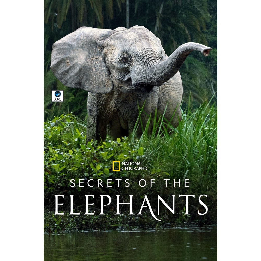 แผ่นดีวีดี-หนังใหม่-secrets-of-the-elephants-2023-4-ตอน-เสียง-อังกฤษ-ซับ-ไทย-ฝัง-ดีวีดีหนัง